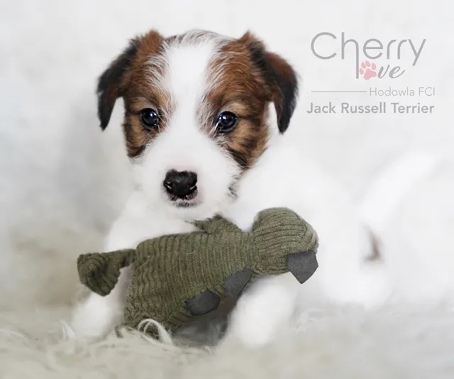 Szczenięta Jack Russell Terrier Cherry Love