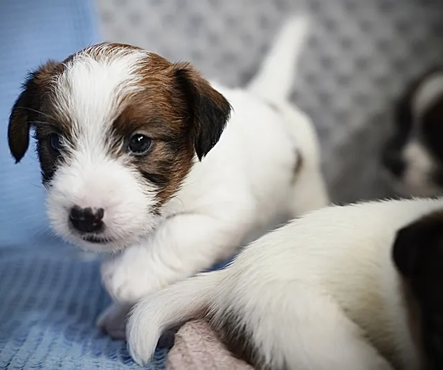 Szczenięta Jack Russell Terrier Cherry Love