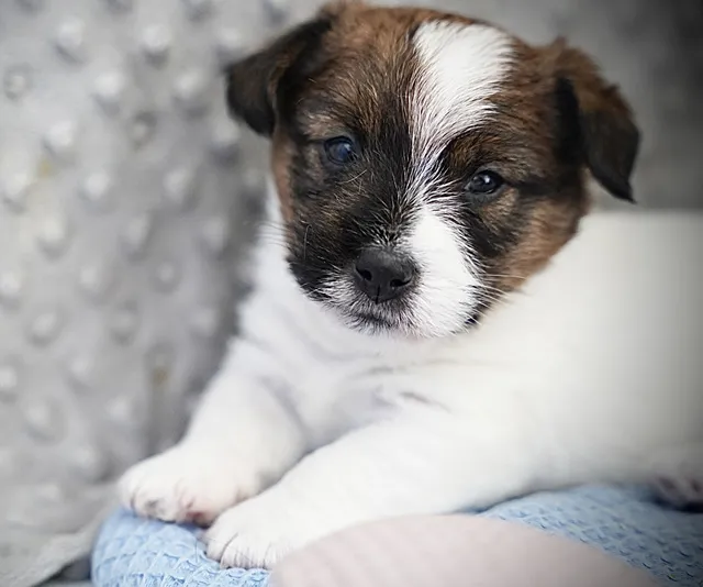 Nowe Mioty Jack Russell 