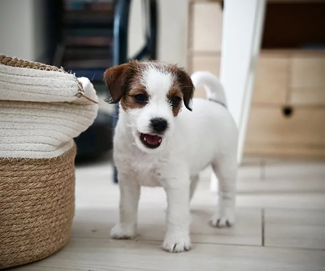 Szczenięta Jack Russell Terrier Cherry Love