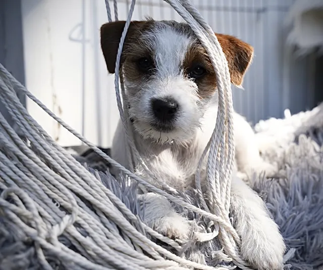 Szczenięta Jack Russell Terrier Cherry Love