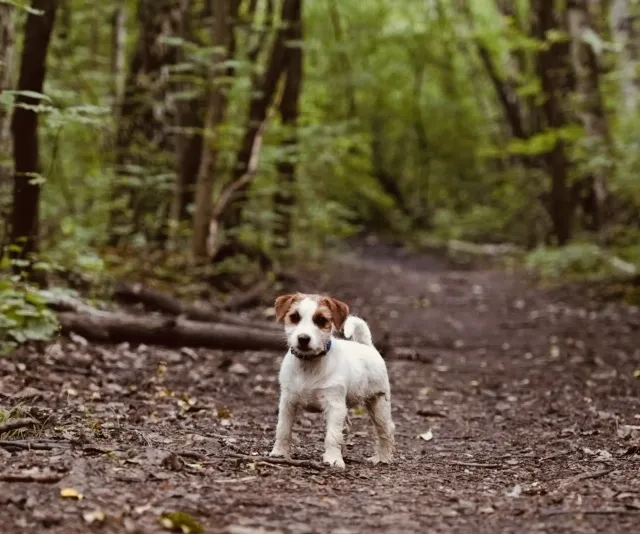 Szczenięta Jack Russell Terrier Cherry Love